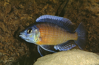 Copadichromis borleyi 'Kadango'